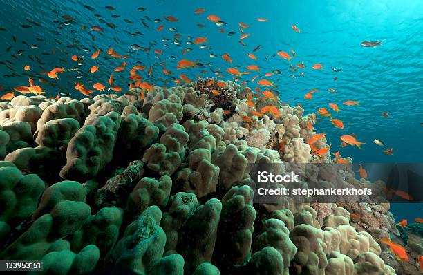 Foto de Vida Subaquática Tropicais No Mar Vermelho e mais fotos de stock de Abaixo - Abaixo, Animal, Azul