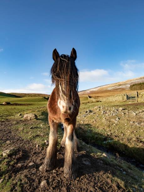 istock Clydesdale Of Winter. 1339532139