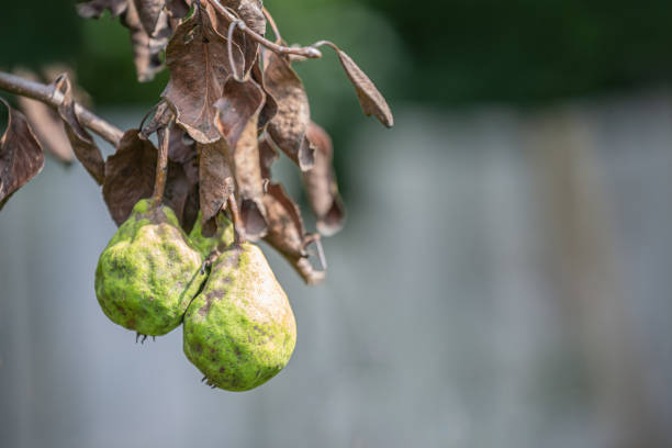 pere marce secche dal batterio sul ramo dell'albero - branch dry defocused close up foto e immagini stock