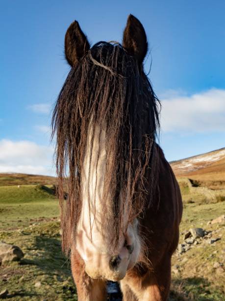 istock Clydesdale Of Winter. 1339532250