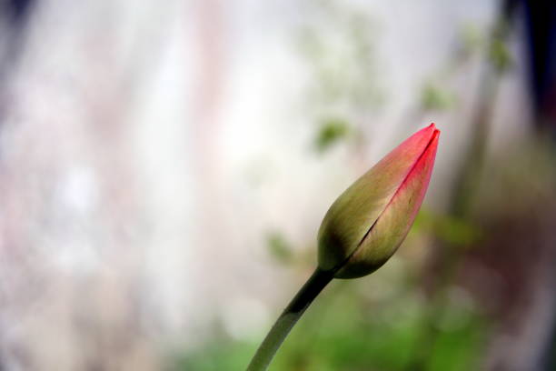 primo piano di un bocciolo di tulipano con sfondo neutro - bud flower tulip flowers foto e immagini stock