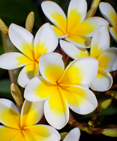 Yellow cambodia or Plumeria obtusa, which are beautifully clustered