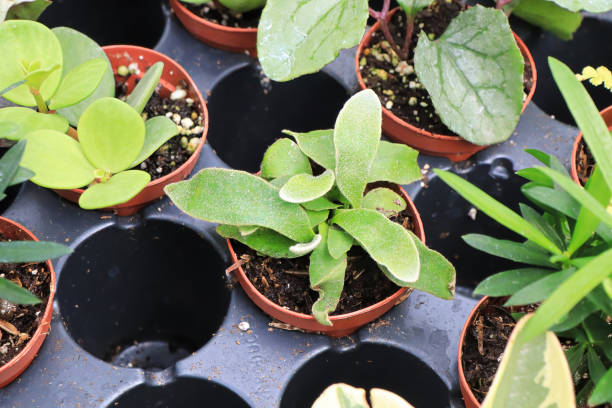 istock View of tiny mixed tropicals in small pots 1339532745