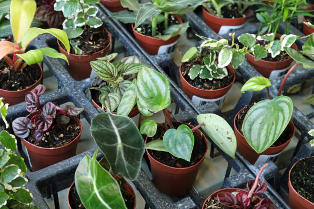 istock View of tiny mixed tropicals in small pots 1339532945