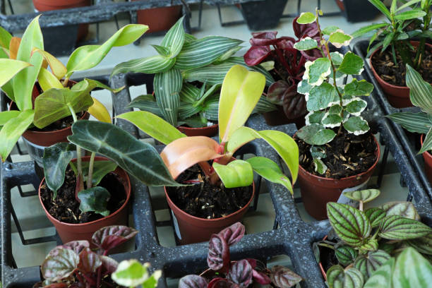 istock View of tiny mixed tropicals in small pots 1339533152
