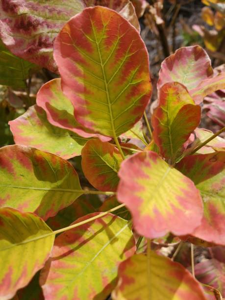 istock Smoke bush leaves in fall 1339534393