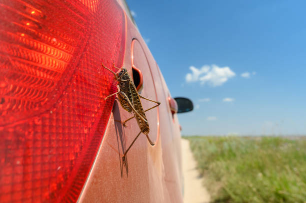 un énorme criquet est assis dans une voiture sur fond de champ et de ciel. - locust invasion photos et images de collection
