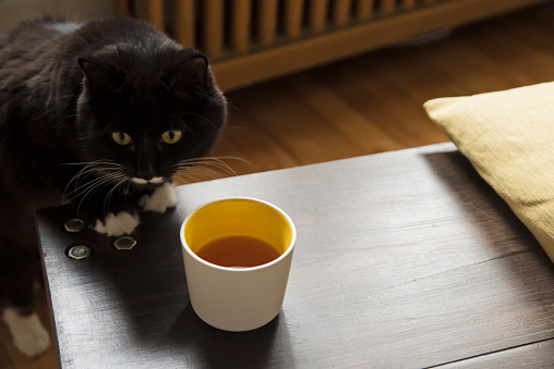 Cute female black and white tuxedo cat with little moustache curious about a cup of tea. Horizontal waist up indoors shot with copy space.