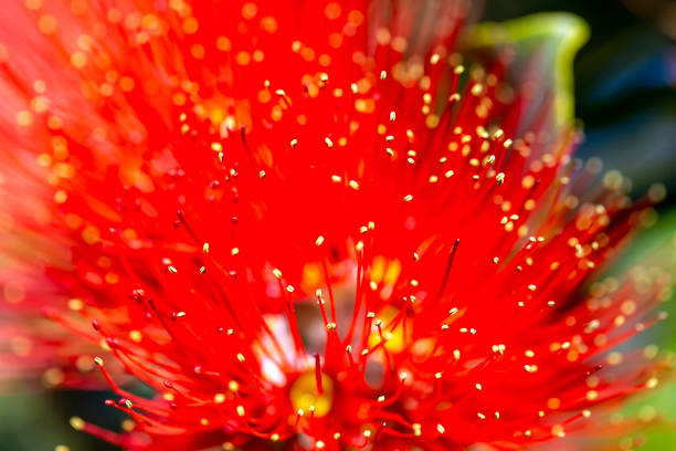 istock Closeup native red fluffy flower, Mimosa, background with copy space 1339536792