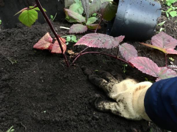 istock Autumn work in the garden. Planting a raspberry seedling in the garden 1339536799