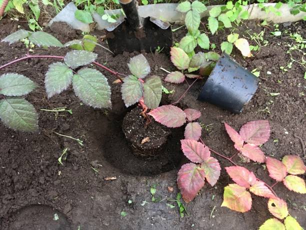 istock Autumn work in the garden. Planting a raspberry seedling in the garden 1339537005