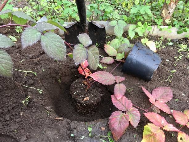 Autumn work in the garden. Planting a raspberry seedling in the garden