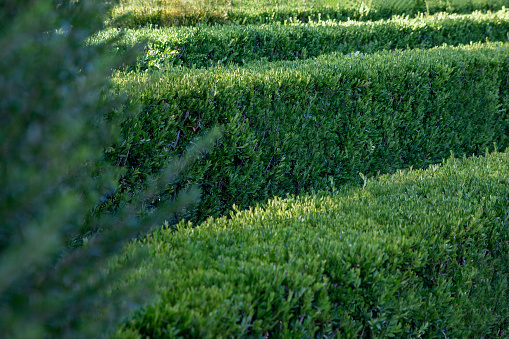 Green geometric bush detail