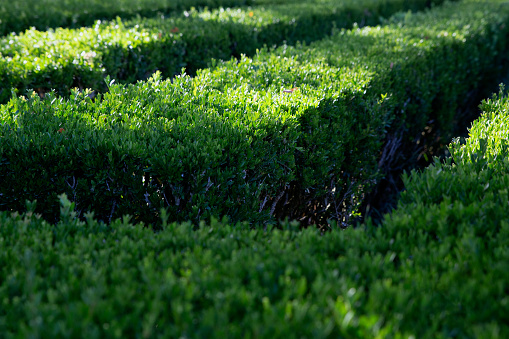 Green geometric bush detail
