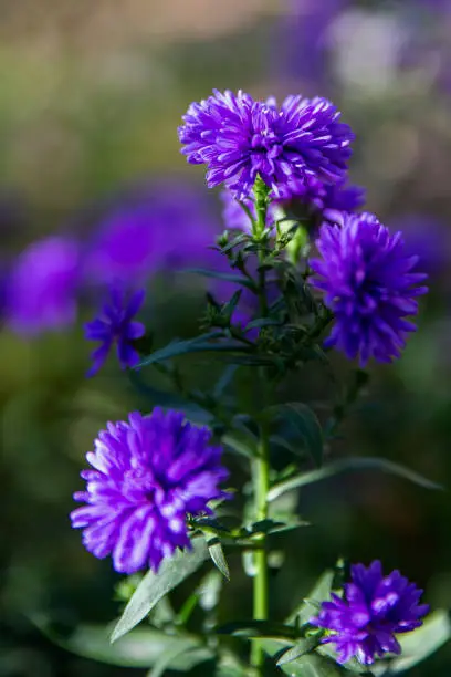 Purple flowers abstract