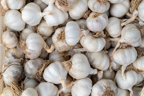 Close-up of dried garlic