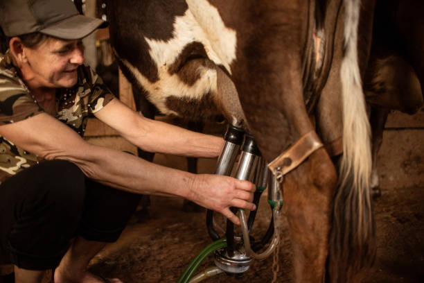 istock Woman milking a cow 1339544776