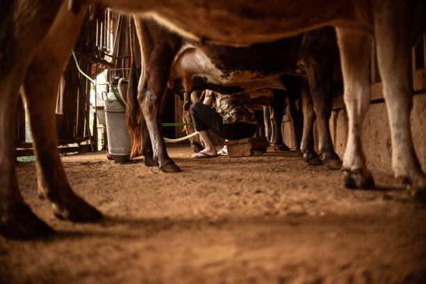istock Woman milking a cow 1339544784