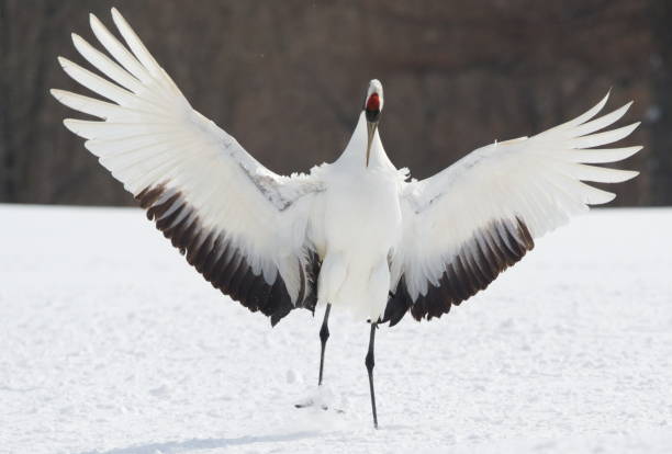 istock Red-crowned Crane with open wings 1339545531