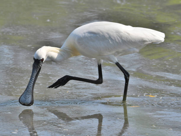 검은 얼굴 숟가락 빌 - black faced spoonbill 뉴스 사진 이미지