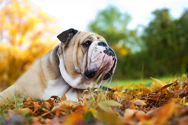 istock Bulldog in autumn 133955098
