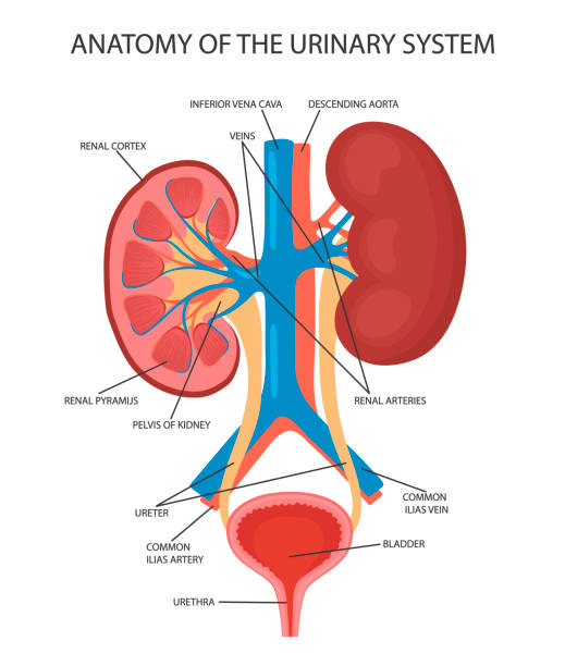 Mobile Illustration of kidney and bladder anatomy diagram. cartoon vector bladder stock illustrations