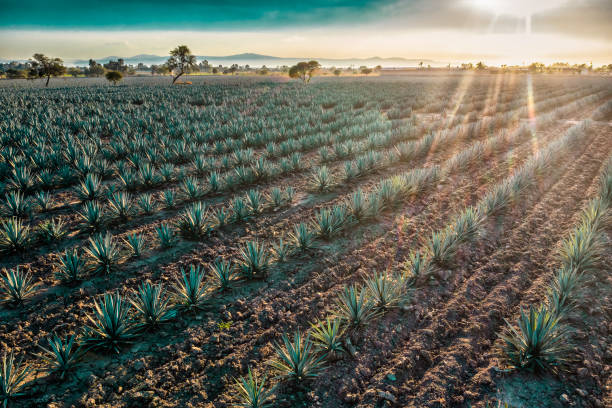 Tequila, tequilana agave. Agave tequilana, commonly called blue agave (agave azul) or tequila agave, is an agave plant that is an important economic product of Jalisco, Mexico. agave tequila stock pictures, royalty-free photos & images