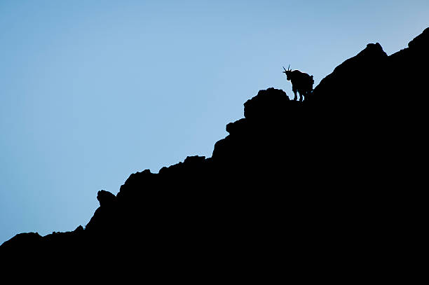 Silhouetted Cabra da montanha - fotografia de stock