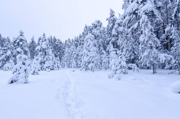 istock Snow covered tree trunks in forest as background. winter forest. Hiking trail through the snow. 1339556556