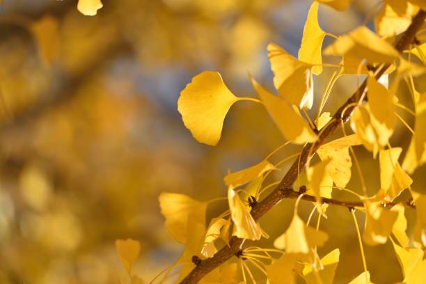 błękitne niebo i żółte liście miłorzębu - ginkgo tree ginkgo tree japan zdjęcia i obrazy z banku zdjęć