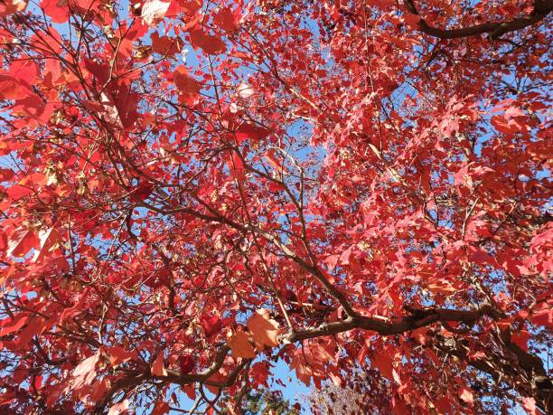 istock Maple Tree with red maple leafs and branches with a blue sky background. Autumn background 1339562642