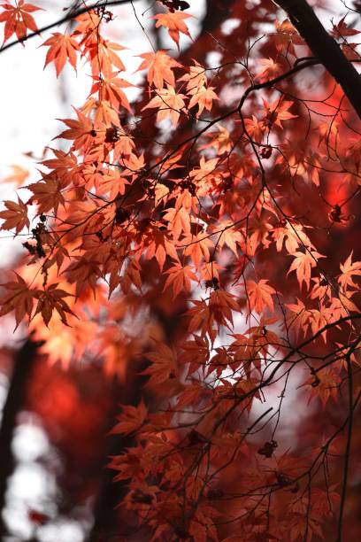 istock blue sky and red leaves 1339563457