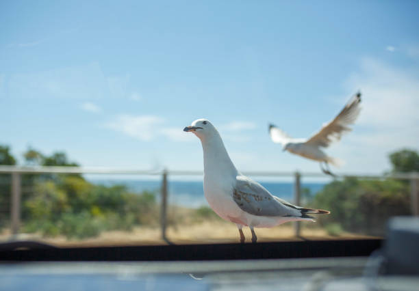 Two seagulls on a car bonnet at the beach on a sunny day in Adelaide, South Australia