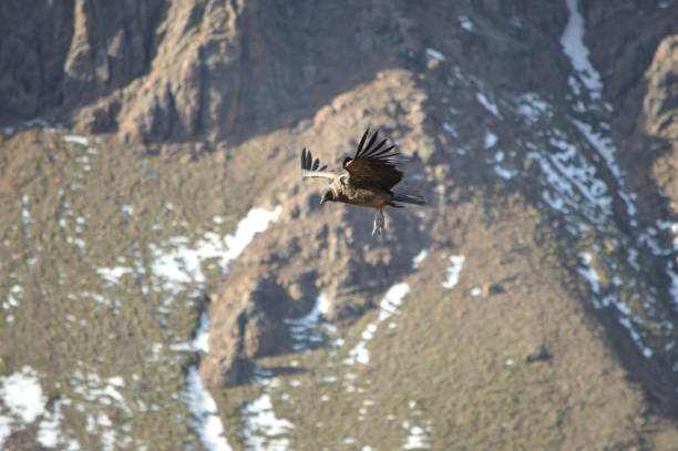 istock Condor of the Andes 1339564147