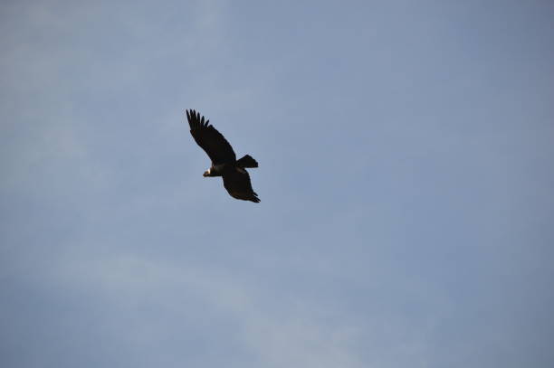 istock Condor of the Andes 1339564180