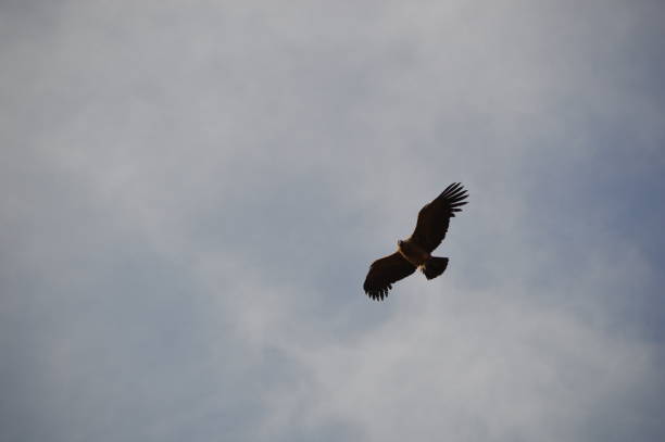 istock Condor of the Andes 1339564200
