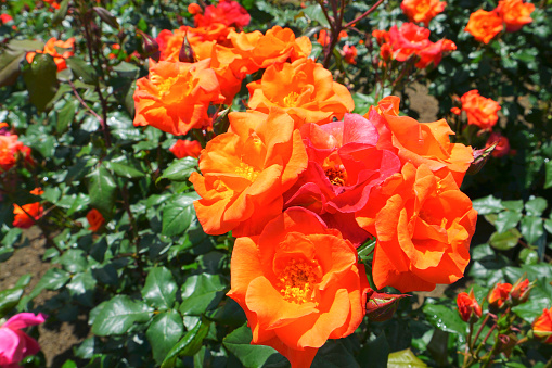 Roses Garden at Nagaoka City, Niigata Pref., Japan