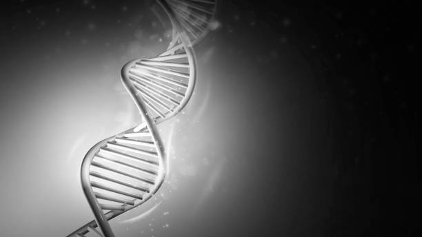 istock DNA double helix model in gray colors, 3D render. 1339566061