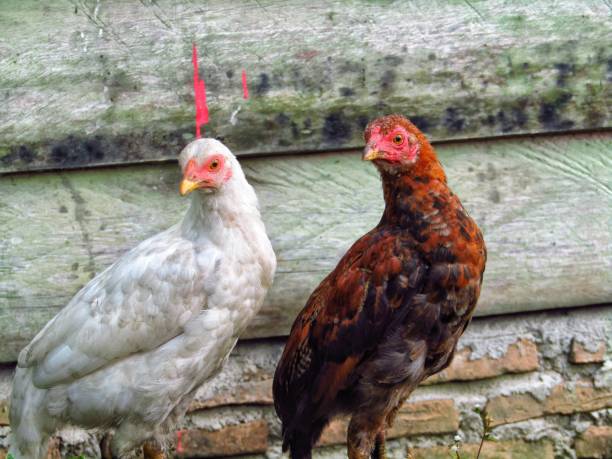 istock Two hens with white and red feathers are standing casually looking at the same direction 1339567089
