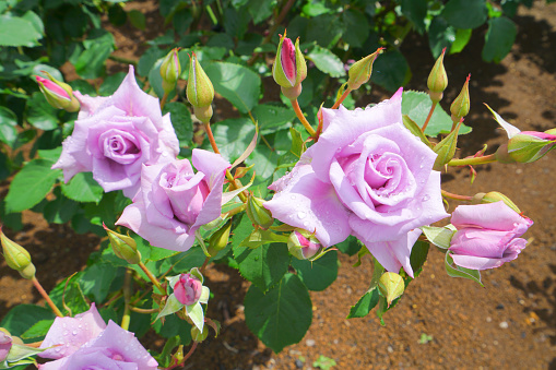 Roses Garden at Nagaoka City, Niigata Pref., Japan