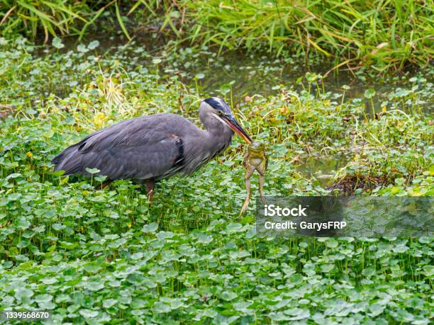 Great Blue Heron Eating Bullfrog In Green Wetland Oregon Stock Photo - Download Image Now