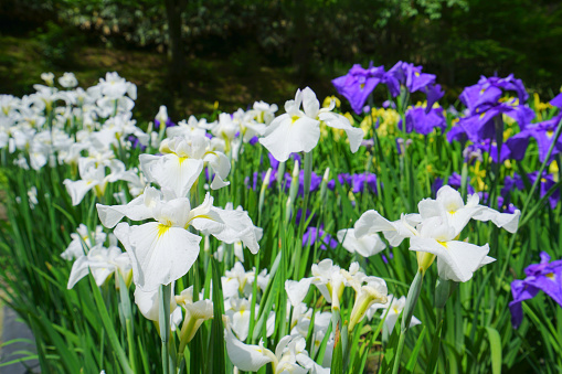 Iris Flower Garden in Shibata City, Niigata Pref., Japan