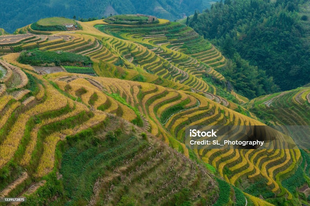 Rice Terraces, China Ping an Terraced Fields during harvest season located in the Longji Terraced Fields Scenic Area, Longsheng County, Guangxi province, China. Mountain Stock Photo