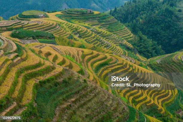 Rice Terraces China Stock Photo - Download Image Now - Mountain, Agriculture, China - East Asia