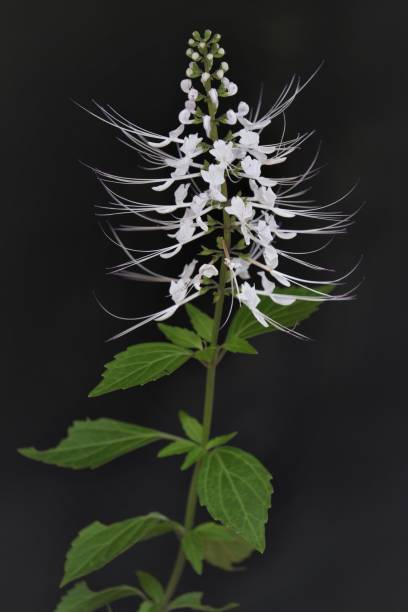 Orthosiphon aristatus Orthosiphon aristatus is a plant species in the family of Lamiaceae, Labiatae. The plant is a medicinal herb found mainly throughout southern China, the Indian Subcontinent, South East Asia orthosiphon aristatus stock pictures, royalty-free photos & images