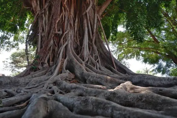 Banyan tree old roots
