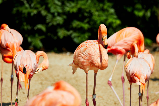 istock Close up profile of a Flamingo 1339574642