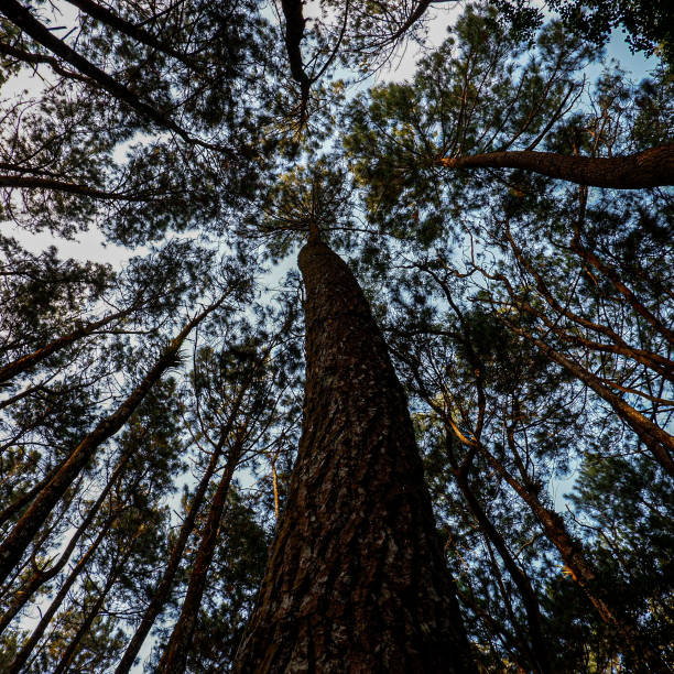 istock view of pine trees in the afternoon 1339577592