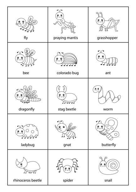 Cute set of insects with names in English. Set of cartoon black and white cute insects with names. painted grasshopper stock illustrations