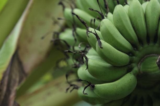 istock Banana fruits 1339583252